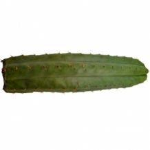 images/productimages/small/san pedro mescaline 25 cm.jpg